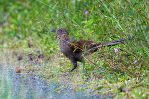 Andaman Coucal (Centropus andamanensis)