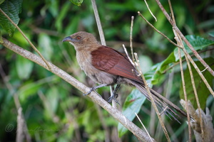Andaman Coucal (Centropus andamanensis)01