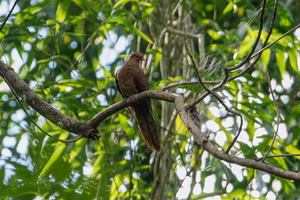 Andaman Cuckoo-dove (Macropygia rufipennis) (1)