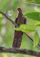 Andaman Cuckoo-dove (Macropygia rufipennis) (2)