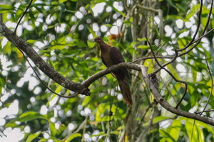 Andaman Cuckoo-dove (Macropygia rufipennis) (3)