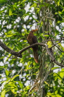 Andaman Cuckoo-dove (Macropygia rufipennis) (4)