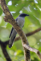 Andaman Cuckooshrike (Coracina dobsoni) (1)