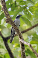 Andaman Cuckooshrike (Coracina dobsoni) (2)