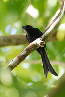 Andaman Drongo (Dicrurus andamanensis)