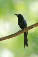 Andaman Drongo (Dicrurus andamanensis)1 (2)