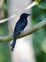 Andaman Drongo (Dicrurus andamanensis)1 (1)