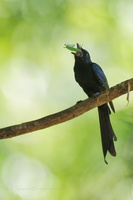 Andaman Drongo (Dicrurus andamanensis)1 (3)