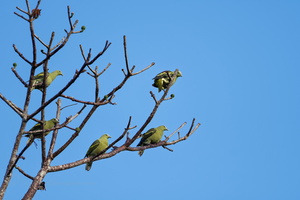 Andaman Green-pigeon (Treron chloropterus) (1)