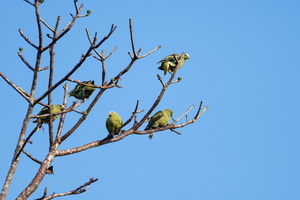Andaman Green-pigeon (Treron chloropterus) (2)