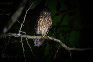 Andaman Hawk Owl (Ninox affinis) (1)