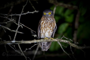 Andaman Hawk Owl (Ninox affinis) (2)