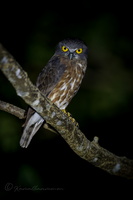 Andaman Hawk-Owl (Ninox affinis) (1)
