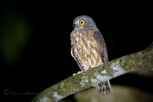 Andaman Hawk-Owl (Ninox affinis) (2)