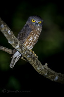 Andaman Hawk-Owl (Ninox affinis) (3)