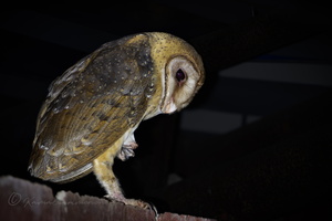 Andaman Masked Owl (Tyto deroepstorffi)