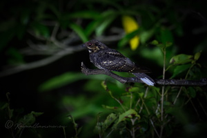 Andaman Nightjar (Caprimulgus andamanicus)