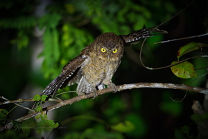 Andaman Scops-owl (Otus balli) (1)