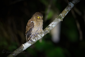 Andaman Scops-owl (Otus balli) (2)