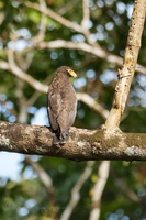 Andaman Serpent Eagle (Spilornis elgini) (1)