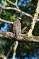 Andaman Serpent Eagle (Spilornis elgini) (2)