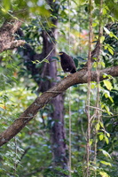 Andaman Serpent Eagle (Spilornis elgini) (3)