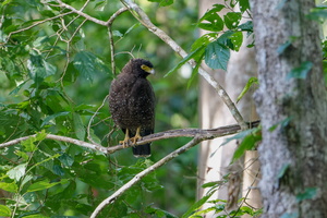 Andaman Serpent Eagle, (Spilornis elgini) (1)
