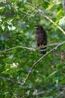 Andaman Serpent Eagle, (Spilornis elgini) (2)