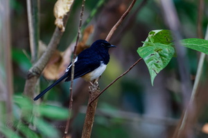 Andaman shama (Copsychus albiventris) (1)