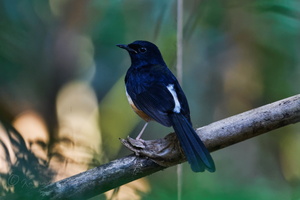 Andaman shama (Copsychus albiventris) (2)