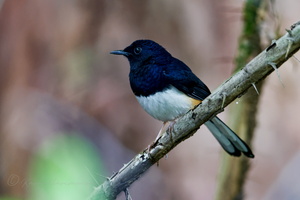 Andaman shama (Copsychus albiventris) (3)
