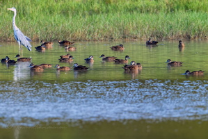 Andaman Teal (Anas albogularis)