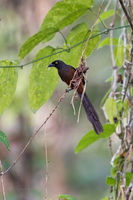 Andaman Treepie (Dendrocitta bayleii)