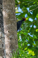 Andaman Woodpecker (Dryocopus hodgei) (1)