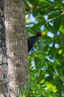 Andaman Woodpecker (Dryocopus hodgei) (2)