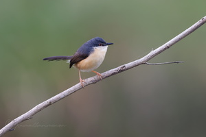 Ashy Prinia (Prinia socialis)