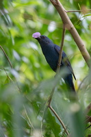 Asian Fairy-bluebird (Irena puella)