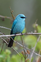 Asian Verditer Flycatcher (Eumyias thalassinus)