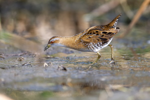 Baillon's crake (Zapornia pusilla) (2)