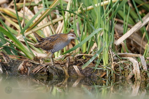 Baillon's crake (Zapornia pusilla) (1)