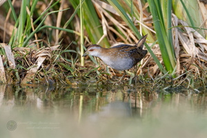 Baillon's crake (Zapornia pusilla) (4)