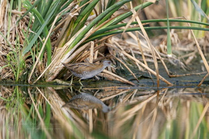Baillon's crake (Zapornia pusilla) (3)