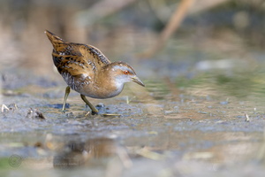 Baillon's crake (Zapornia pusilla) (6)