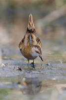 Baillon's crake (Zapornia pusilla) (5)