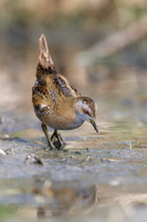 Baillon's crake (Zapornia pusilla) (8)