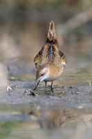 Baillon's crake (Zapornia pusilla) (7)