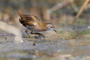 Baillon's crake (Zapornia pusilla) (9)