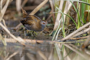 Baillon's crake (Zapornia pusilla) (10)