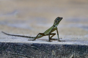 Bay Island forest lizard