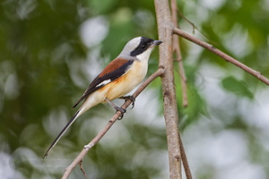 Bay-backed Shrike (Lanius vittatus) (1)